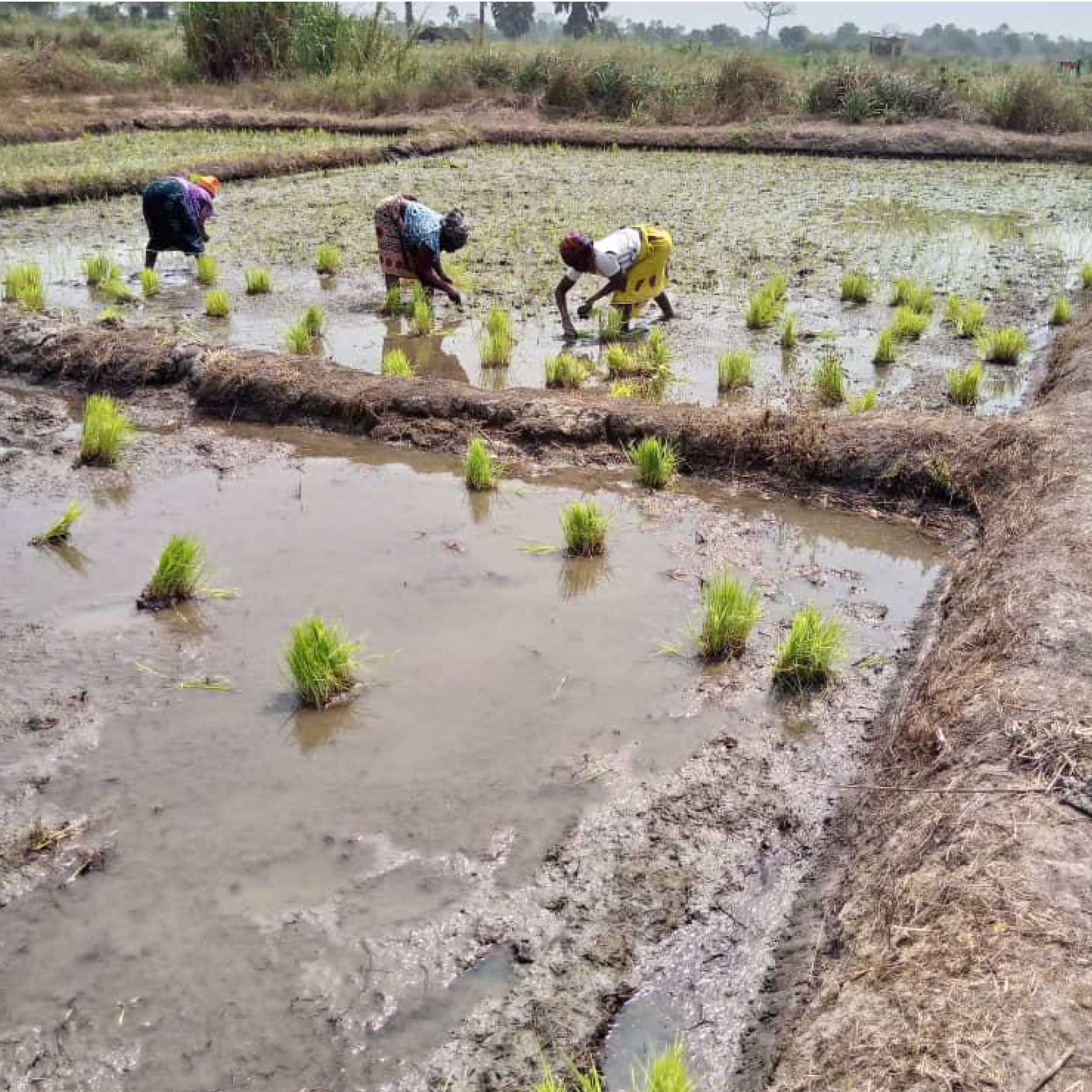 Repiquage de la Pepinière Après 21 Jours - 2023