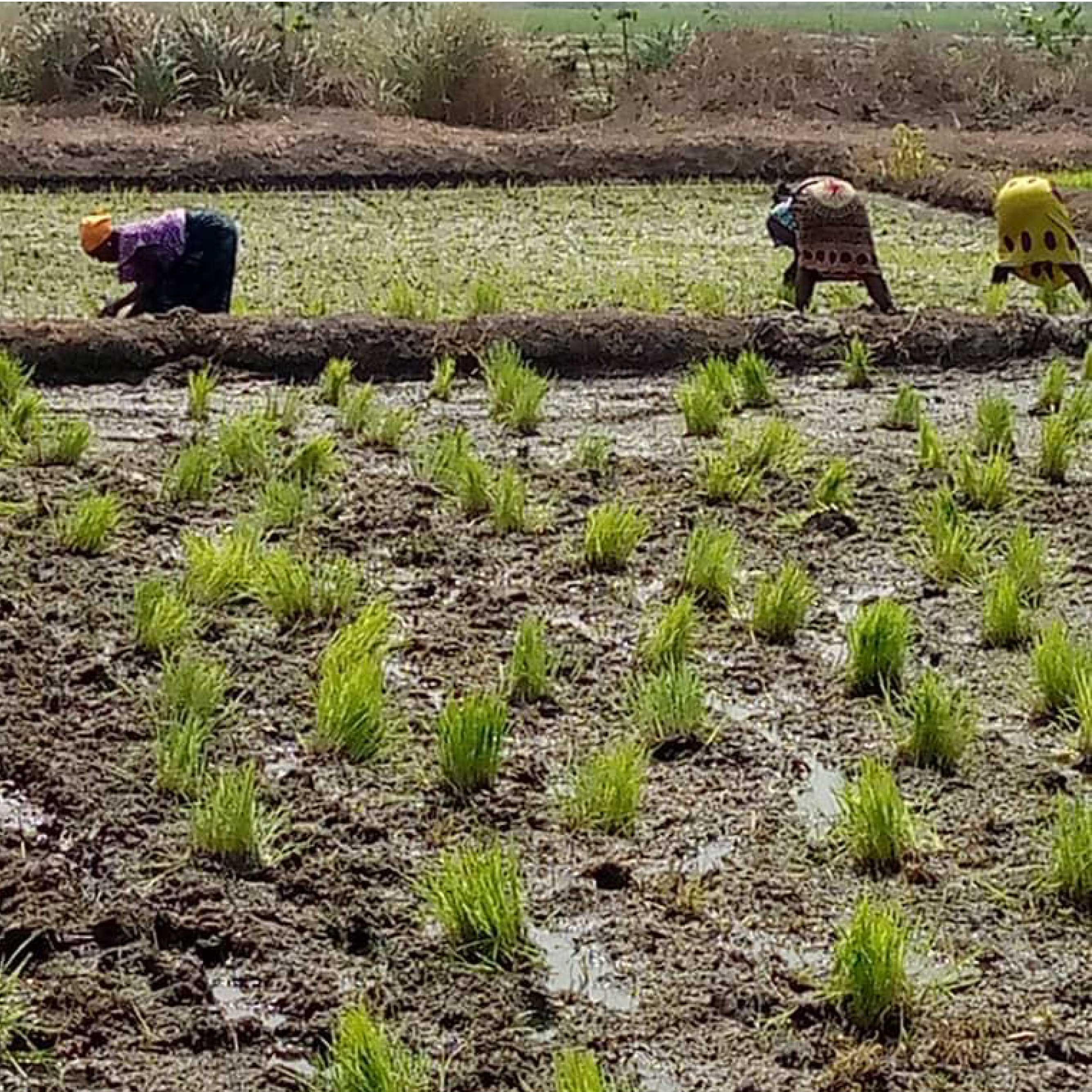 Repiquage de la Pepinière Après 21 Jours - 2023