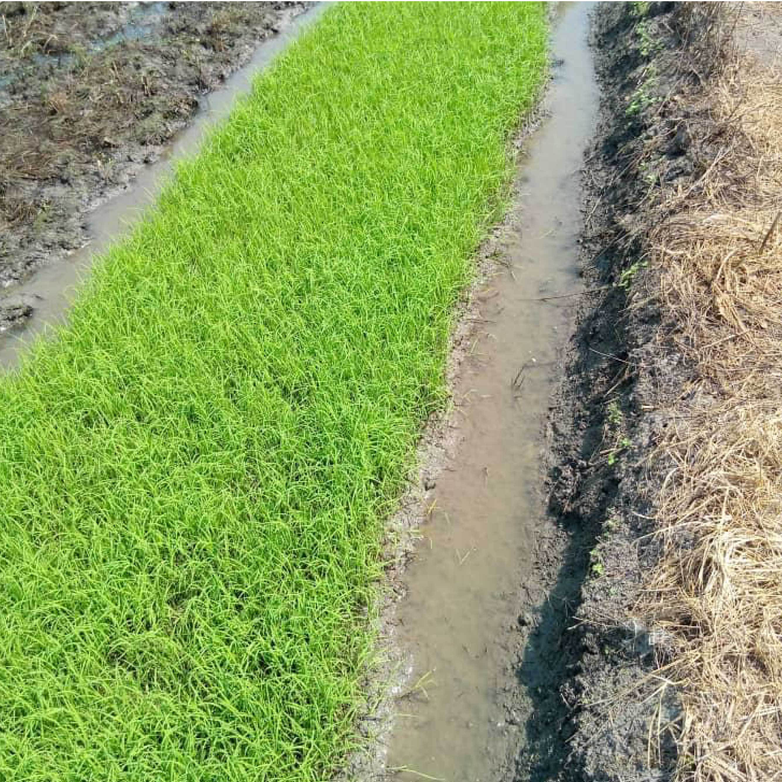 mall>Presentation des premiers plans