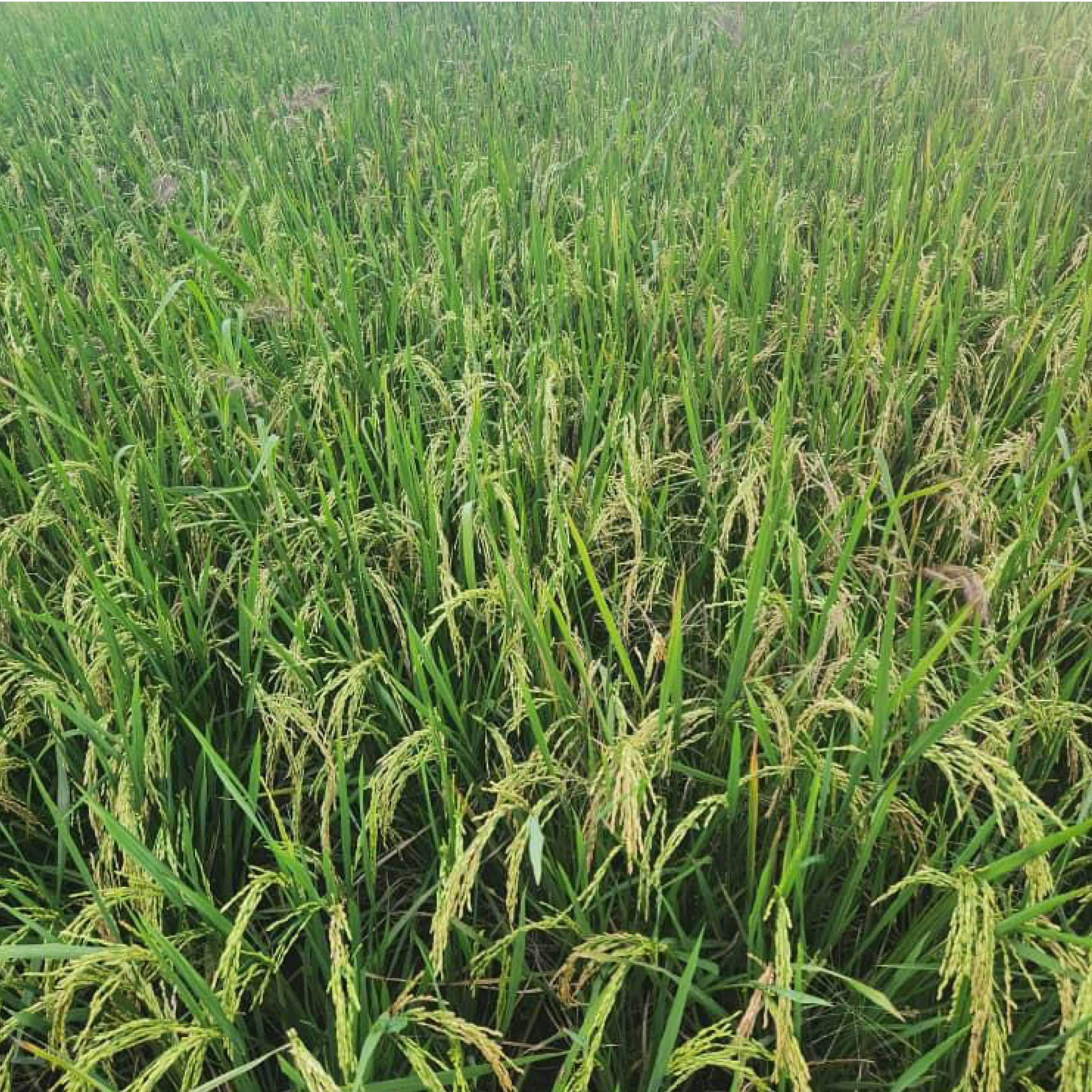 Paddy de riz tout comme chez nous au village