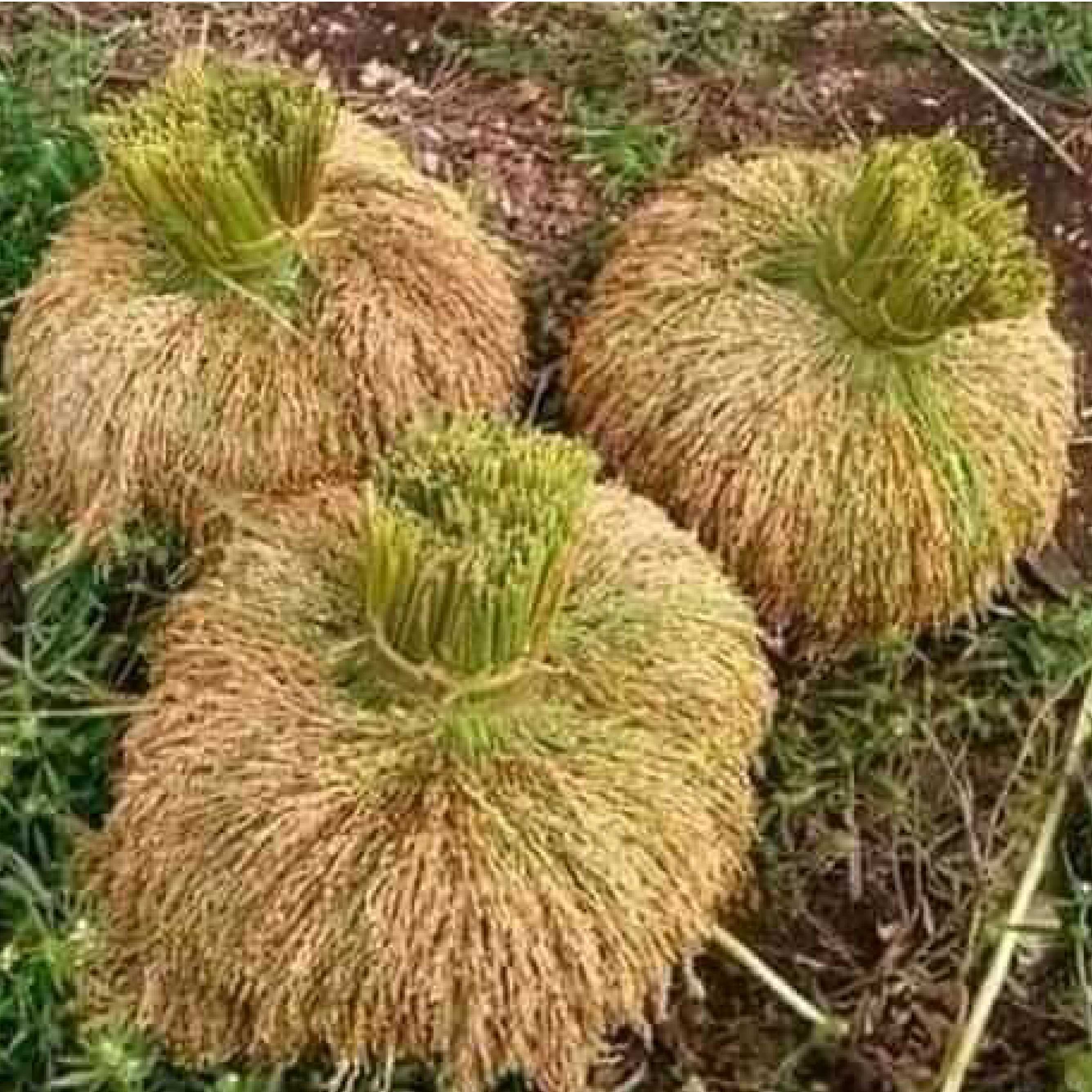 Recolte du Riz - 2023