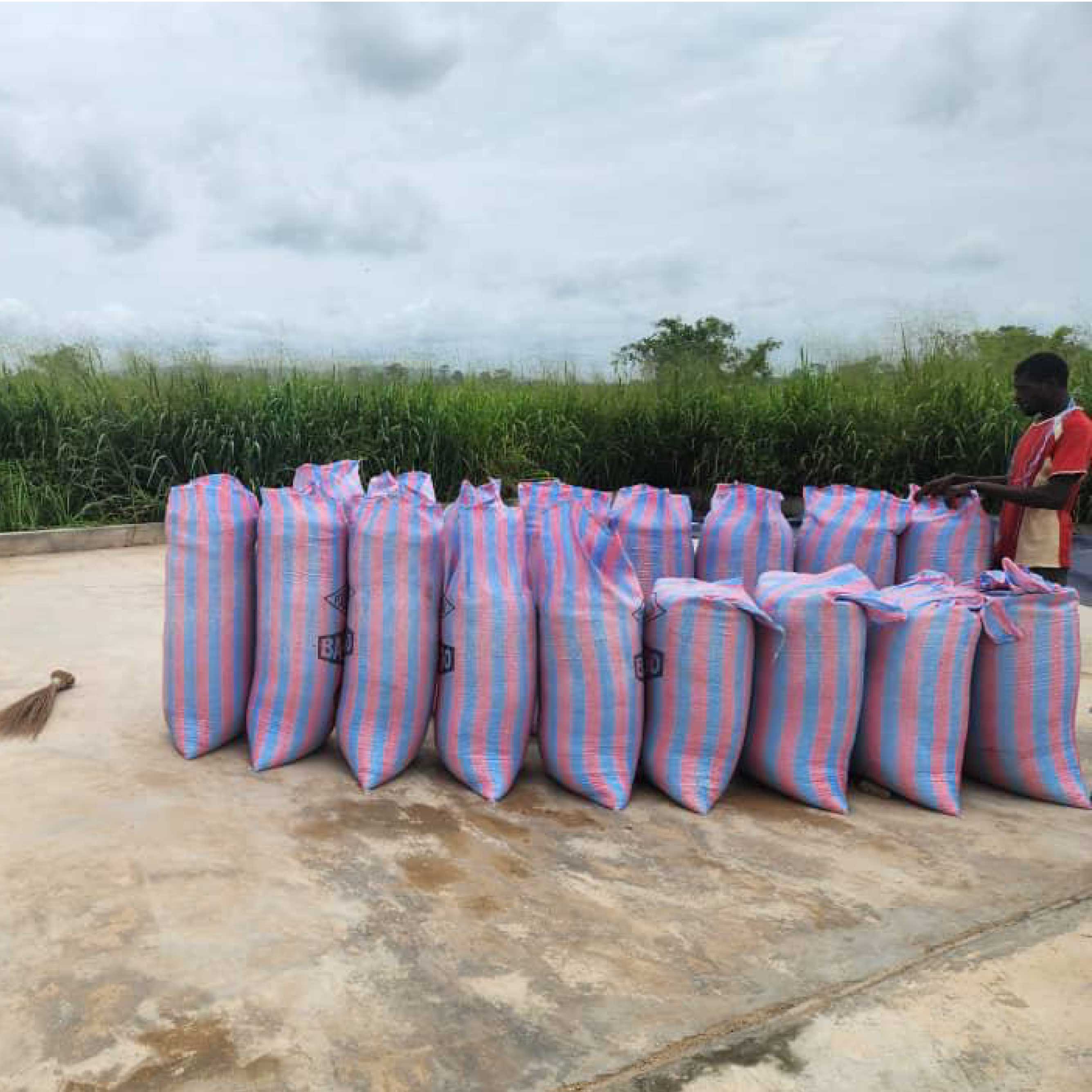 Mise en Sac du Riz Paddy ou non decortiqué