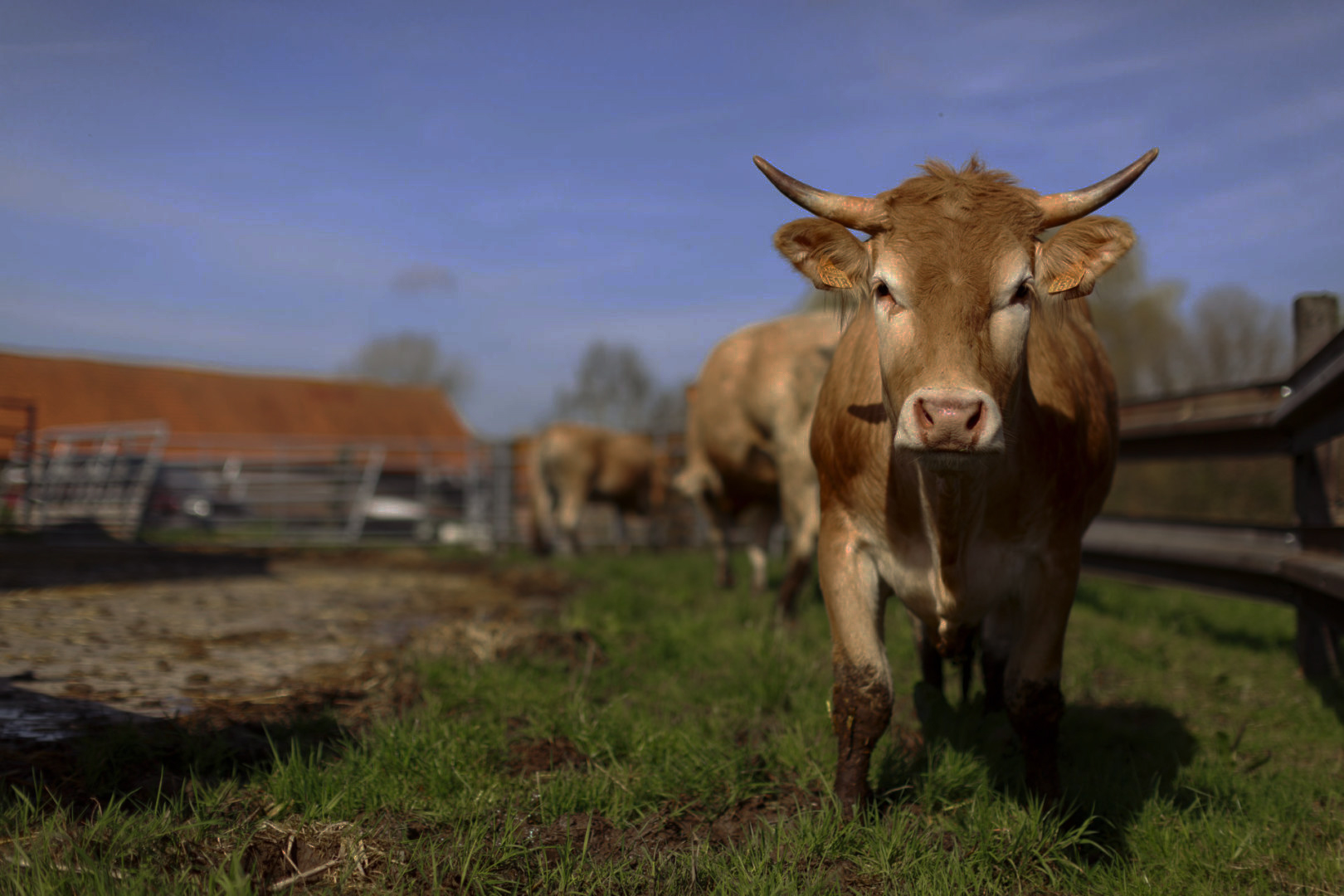 Agriculture, 
                locale et internationale, services professionnels en Côte dIvoire.Grenier Béni d'Afrique,
                Production agricole Côte d'Ivoire, Transformation produits agricoles, Commercialisation produits agricoles,